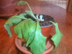 gerbera en apuros.JPG