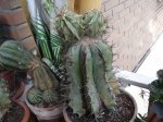 astrophytum.JPG