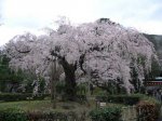 prunus...jpg