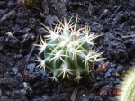 cactus 26-02.JPG