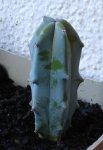 cactus 26-02 (2).JPG