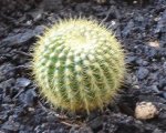 cactus 26-02 (3).JPG