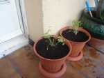 DSC00510r.jpg