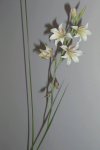 flor1.jpg