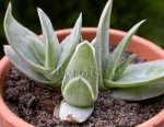 Gasteria1a.jpg