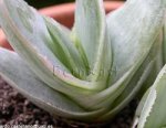 Gasteria1b.jpg