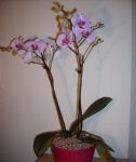 phal.jpg