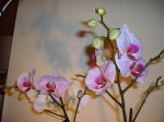 phal2.jpg