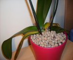 phal 3.jpg