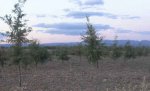 carrasca-roble.jpg