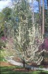 pyrus_calleryana-capital.jpg