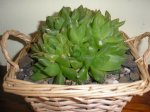 65 Haworthia cymbiformis.jpg