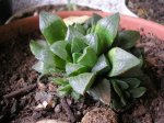 103 Haworthia comptoniana.jpg