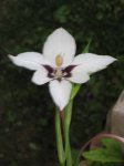 plantas 065.jpg