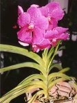vanda.jpg