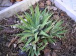 22 HAWORTIA FASCIATA -2.JPG