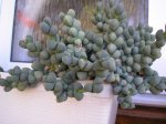 33 Corpuscularia .JPG