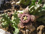2 Stapelia variegata.jpg