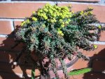 51 Euphorbia Caput-medusae.JPG