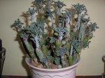 95 Senecio articulatus.jpg