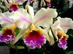 cattleya-rex-flammea.JPG
