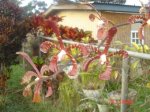 Picture 006.JPG