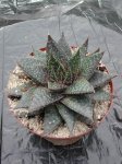 Gasterhaworthia.jpeg