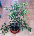 Bonsai_a.jpg