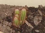 cereus peruvianus.JPG