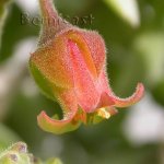 C tomentosa2.jpg