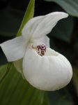 Cyp. Ulla Silkens pure white.jpg
