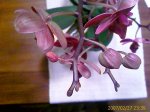 IMAGE_00031.jpg