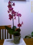 IMAGE_00033.jpg