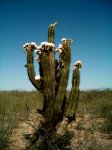 110 Tricho en Flor en Paganzo (La Rioja).JPG