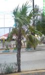 Palma Yachilan  abanico, fruto blanco internet.jpg