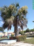 Palmera abanico 3 internet.jpg