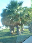 Palmera Abanico Internet.jpg