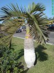 Palmera Botella internet.jpg