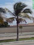 Palma Cocotera internet.jpg