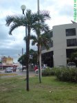 Palmera  yachilan internet.jpg