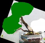 cerezosilvestre.jpg