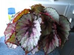 begonia.jpg