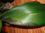 Phal mala.jpg