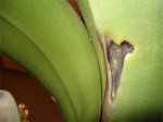 Phal debajo.jpg