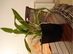 Oncidium.jpg
