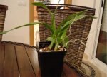 oncidium2.jpg
