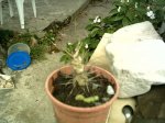 el cactus de papa 001.jpg