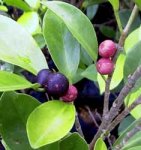 ficus-microcarpa-hojas.jpg