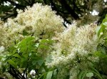 fraxinus ornus.2jpg.jpg