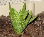 Aloe distans.JPG
